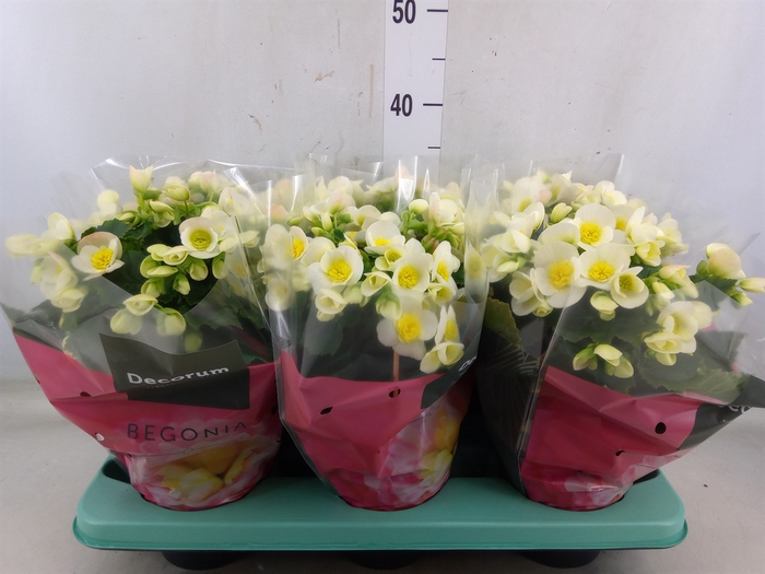 <h4>Begonia elat. HL 'Valentino White'</h4>