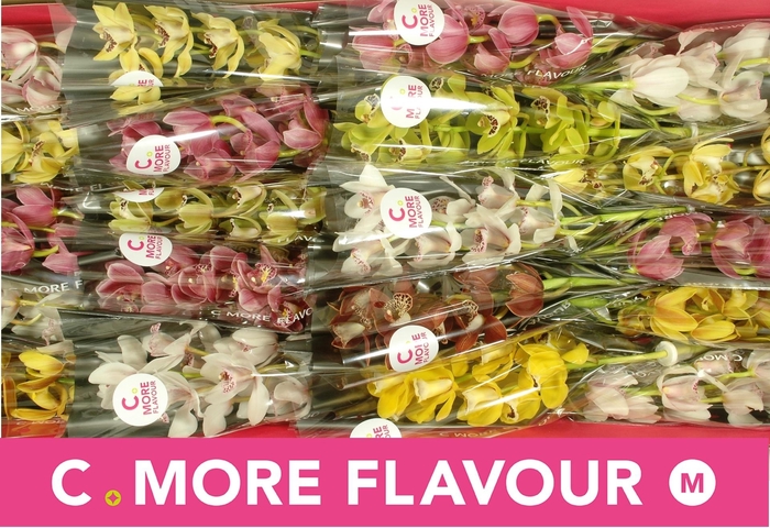 <h4>CYMB MI GEM</h4>