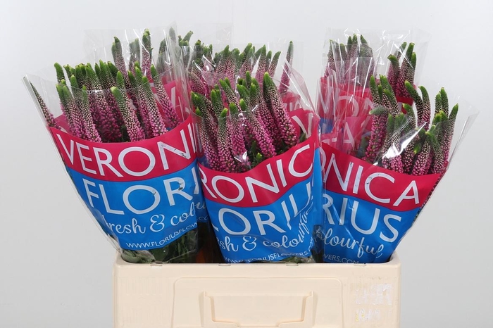 <h4>Veron Smart Artist</h4>