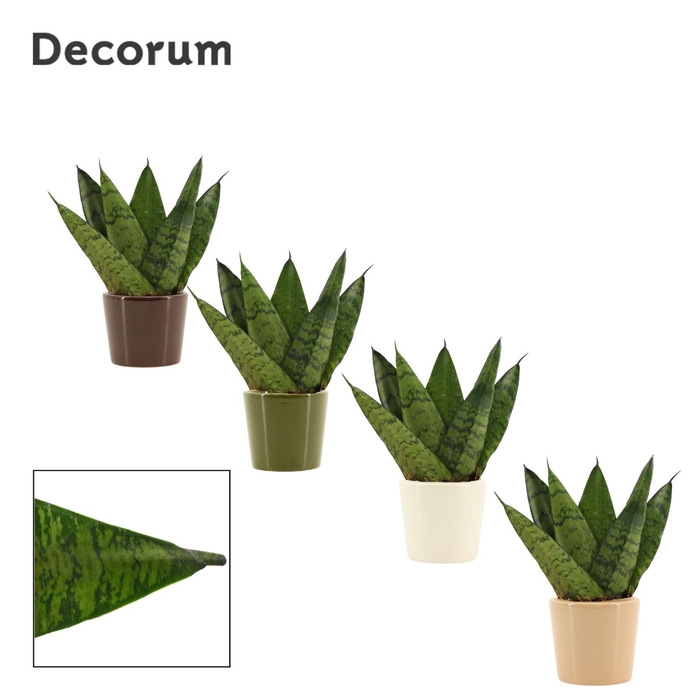 <h4>Sansevieria zeylanica fan 6 cm in Manuela(Stone Touch-collection</h4>