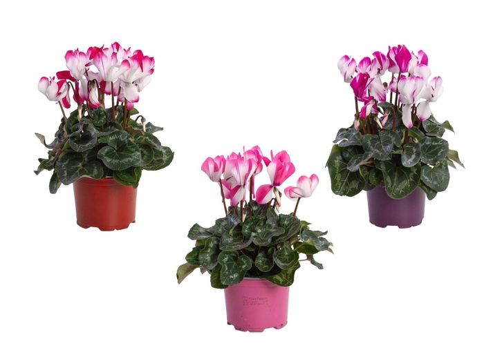 <h4>Cyclamen Fusion gemengd</h4>