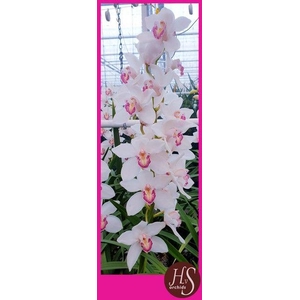 CYMB T ANNETTE 60 CM