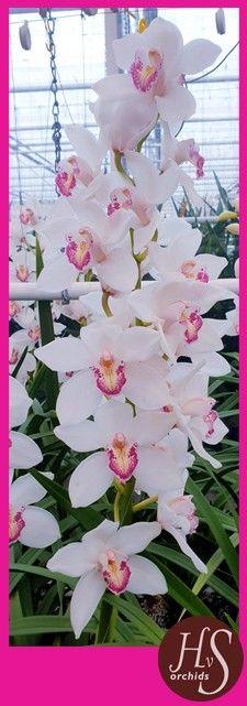 <h4>CYMB T ANNETTE 50 CM</h4>