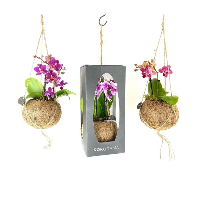 <h4>Kokodama 12 cm Gift Package Orchid 2 tak</h4>