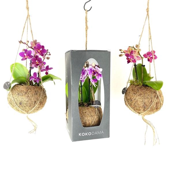 Kokodama 12 cm Gift Package Orchid 2 tak