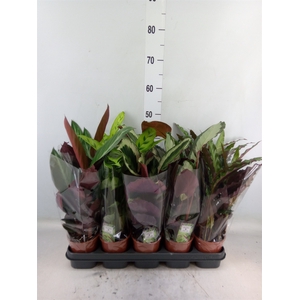 Calathea   ...mix 5