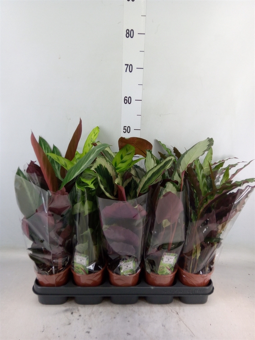 <h4>Calathea   ...mix 5</h4>