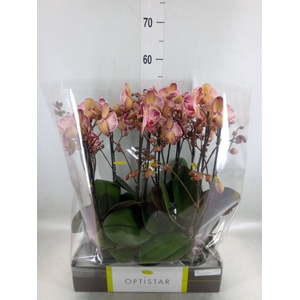 Phalaenopsis   ...red