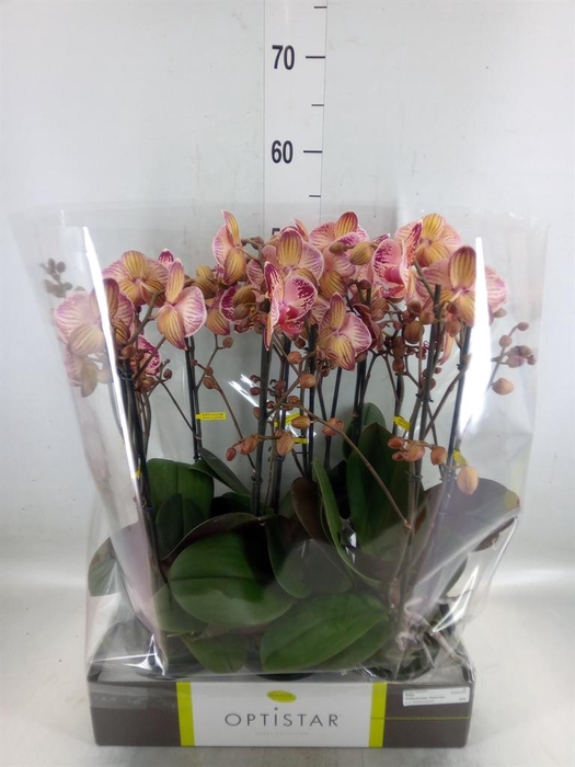 <h4>Phalaenopsis   ...red</h4>