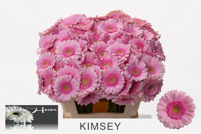 <h4>GE MI KIMSEY</h4>
