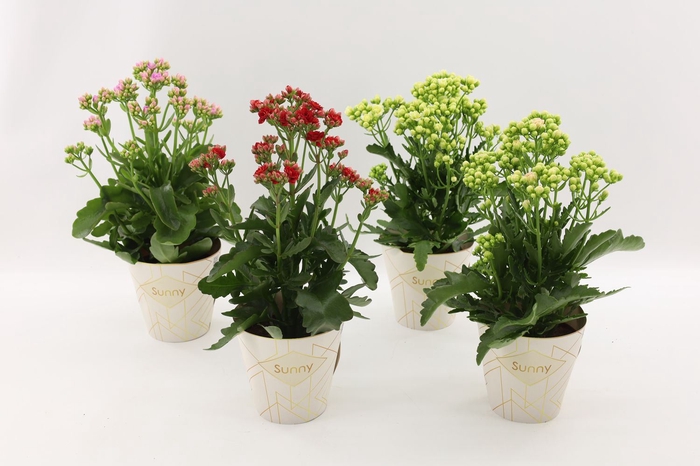 <h4>Kalanchoe   ...</h4>