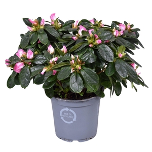Azalea Vogel 'Hulsten' roze/wit 12cm