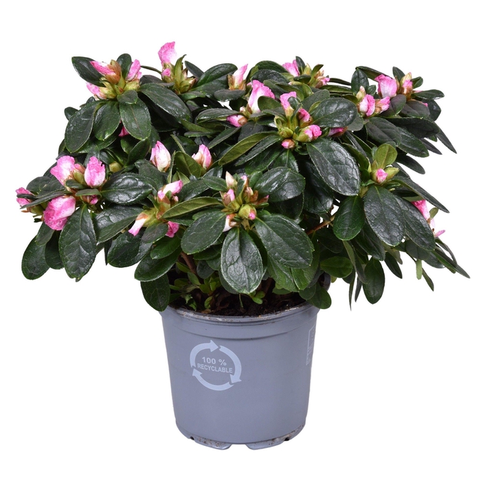 <h4>Azalea Vogel 'Hulsten' roze/wit 12cm</h4>