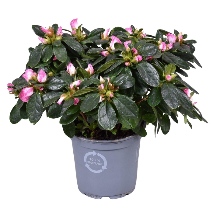 <h4>Azalea Vogel 'Hulsten' roze/wit 12cm</h4>