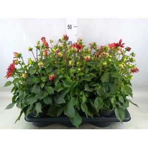 Dahlia  'Dahlinova Hypnot Red'