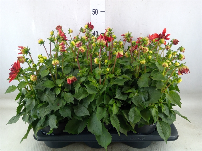 <h4>Dahlia  'Dahlinova Hypnot Red'</h4>