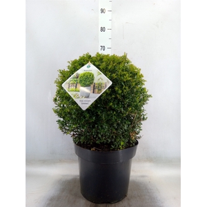 Ilex crenata 'Stokes'