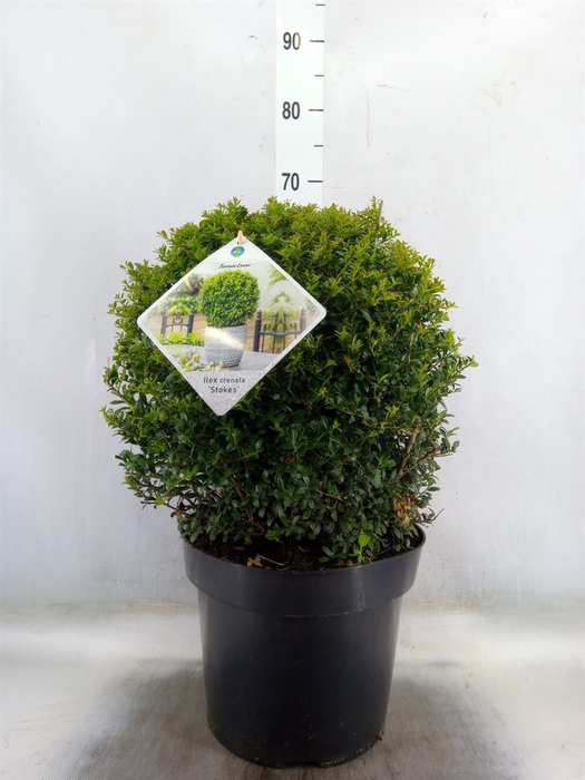 <h4>Ilex crenata 'Stokes'</h4>