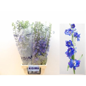 Delph Guardian Blue Kisima