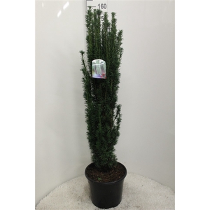 Taxus baccata 'Fastigiata' P35 potgedrukt