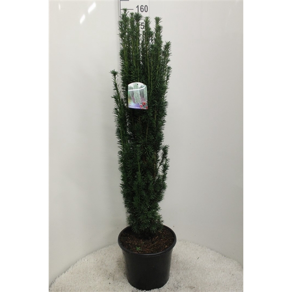 <h4>Taxus baccata 'Fastigiata' P35 potgedrukt</h4>