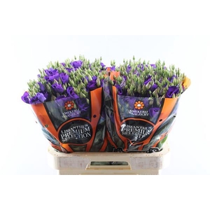 Eust E Piccolo Violet