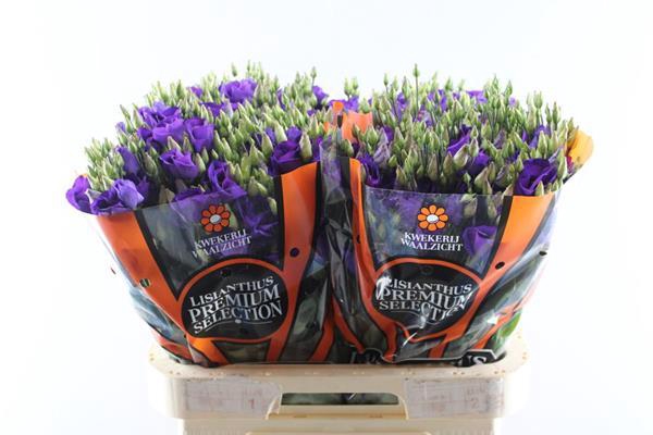 <h4>Eust E Piccolo Violet</h4>