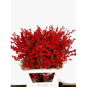 ILEX MAG SUPREME RED