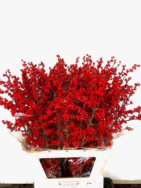 <h4>ILEX MAG SUPREME RED</h4>