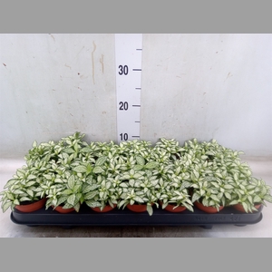 Fittonia  'Mosaic White Forest Fla'