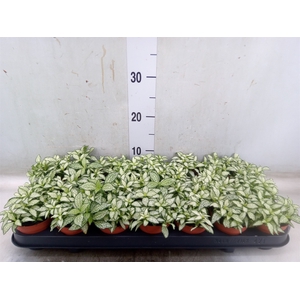 Fittonia  'Mosaic White Forest Fla'