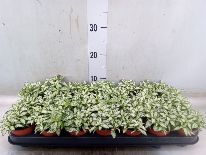 <h4>Fittonia  'Mosaic White Forest Fla'</h4>