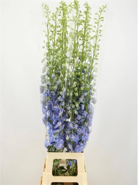 <h4>DELPH DU AUR L BLUE</h4>