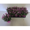 arr8 Dianthus Pink Kisses