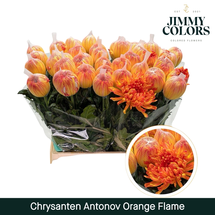 <h4>Chr G Antonov klbh Orange Flame</h4>