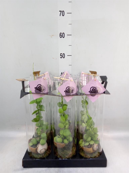 <h4>Arr. Dischidia</h4>