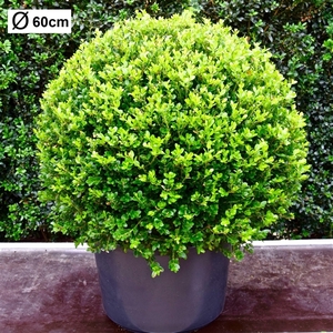 Buxus microphylla 'Faulkner' 60cm bol