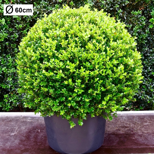 <h4>Buxus microphylla 'Faulkner' 60cm bol</h4>