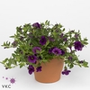 CALIB CA PURPLE GLOW