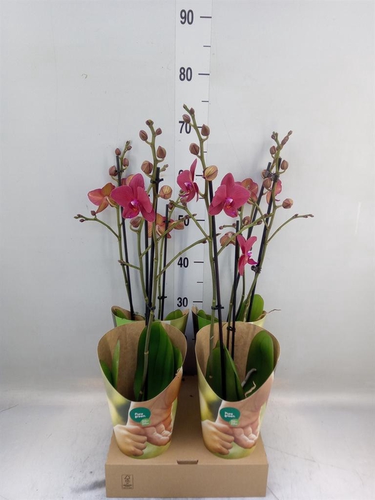 <h4>Phalaenopsis   ...red</h4>