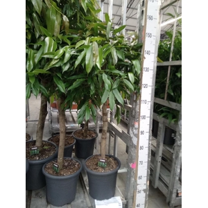 Ficus binn. 'Amstel King'