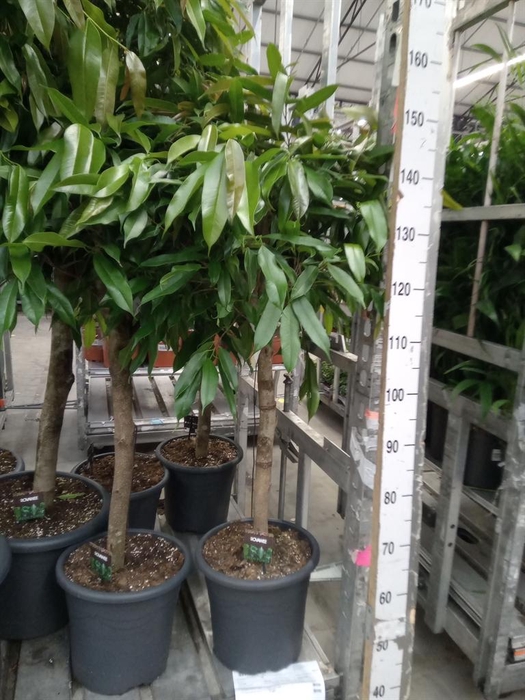 <h4>Ficus binn. 'Amstel King'</h4>