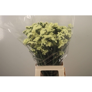 Lim S Yello Sun Bird