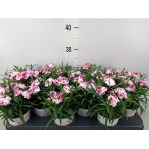 Dianthus  'Sprint Pink and Proud'