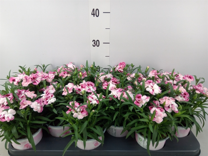 <h4>Dianthus  'Sprint Pink and Proud'</h4>