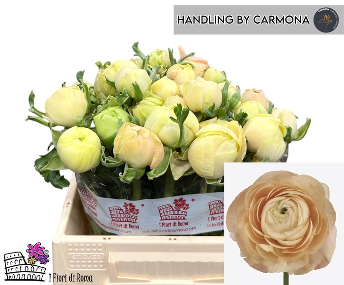 <h4>RAN SU GRAND PASTEL</h4>