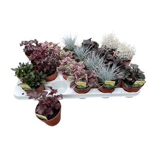 VASTE PLANTEN OV