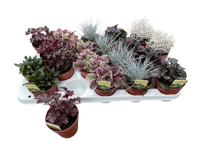 <h4>VASTE PLANTEN OV</h4>