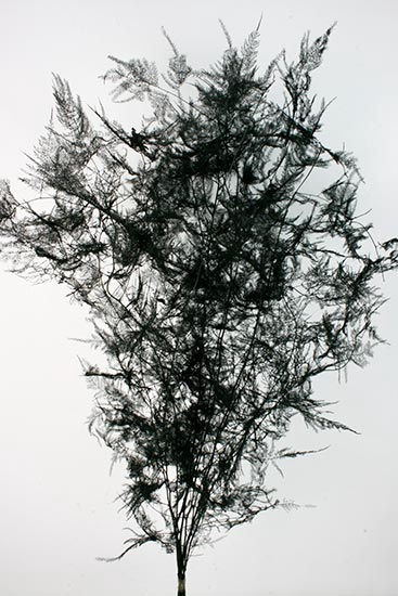 Bunch Asparagus 10pcs Pres.Slv L80