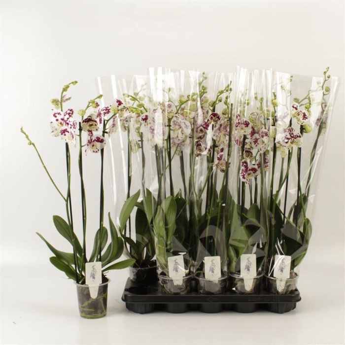 <h4>PHAL AN MARRAKESH</h4>